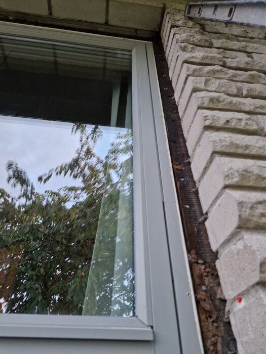 Närbild på ett fönster med vit karm och synligt murverk på sidorna. Reflektioner av träd i glaset.
