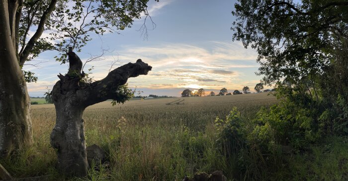 Solsnedgång över ett fält med träd i förgrunden och en molnig himmel i bakgrunden.