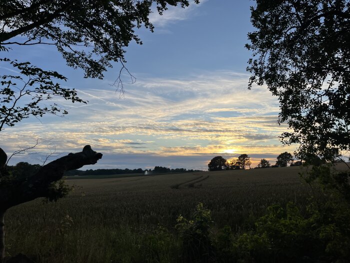 Solnedgång över en åker med träd i silhuett och klar himmel, omgiven av grönska.