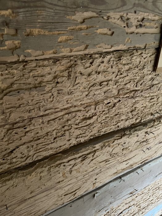 Skadad trävägg med tecken på gammalt läckage och träförstörelse, möjlig orsak av insekter eller andra faktorer i ett 1800-talshus i Blekinge.