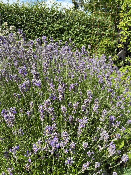 Lavendelplantor i full blom med lila blommor i en väldränerad trädgård, omgivna av grönska och stängsel i bakgrunden.