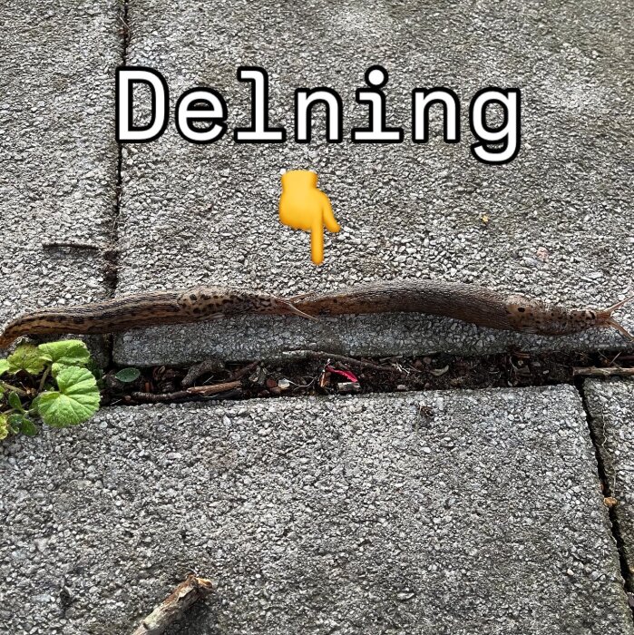 Två sniglar på en stenbelagd yta, en gul emoji som pekar mot mitten med texten "Delning".