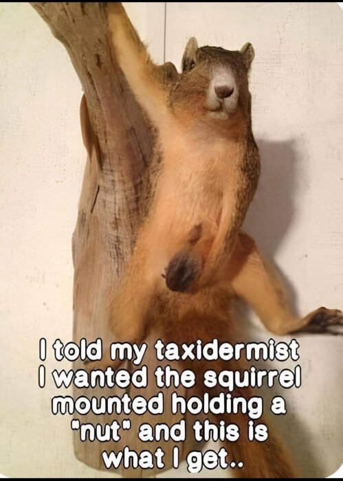 Uppstoppad ekorre monterad på stock i humoristisk pose med text om taxidermi och "nut".