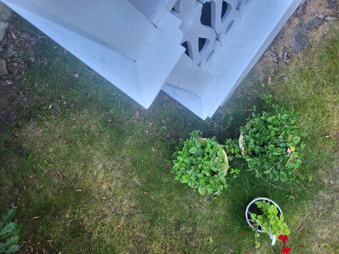 Detaljbild av ett vitt träräcke och tre krukor med gröna växter på gräsmatta.
