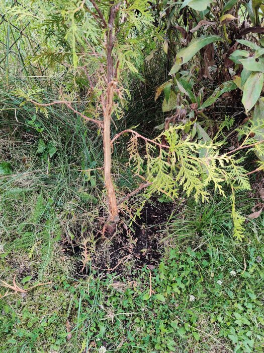 Thuja-planta med skadad bark i en trädgård, omgiven av gräs och andra växter. Skadan orsakad av ett rådjur.