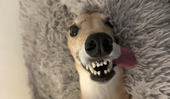 En hund med tungan ute och tänderna synliga ligger på ett lurvigt grått underlag och ser upp mot kameran.