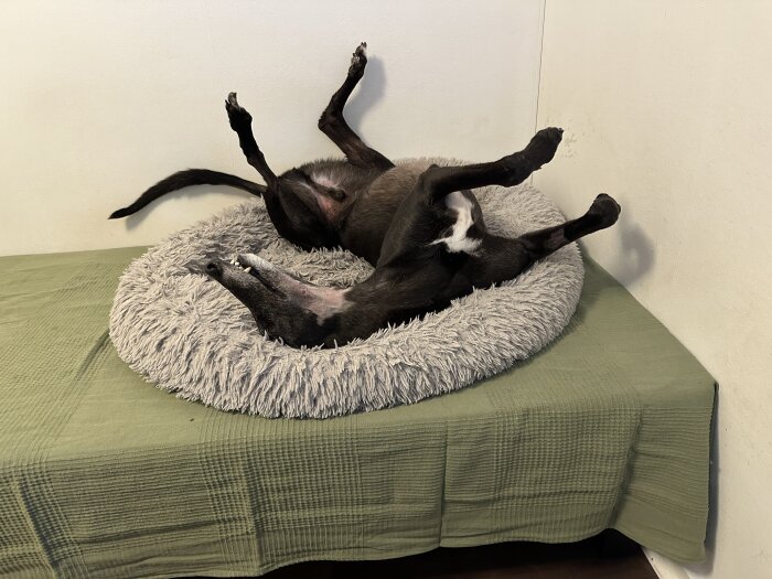 Hund ligger på rygg i en fluffig korg på en säng, benen sträckta uppåt mot taket.