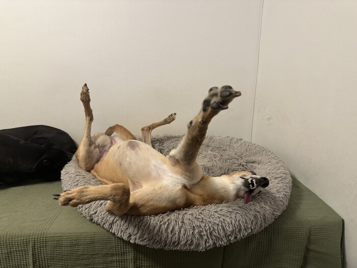 En hund ligger på rygg i en mjuk bädd med tassarna i luften. Hunden sträcker ut tungan och ser avslappnad ut.