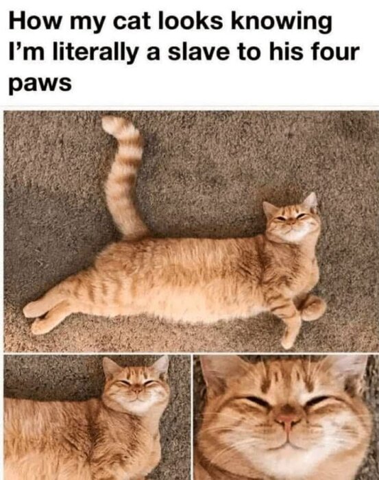 En röd katt ligger avslappnat på rygg med tassarna i vädret, ser nöjd ut. Text: "How my cat looks knowing I'm literally a slave to his four paws.