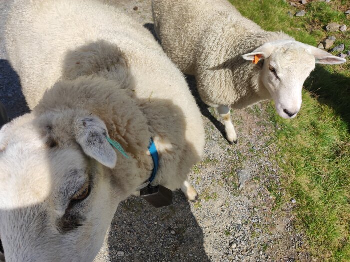 Två får står nära varandra på en grusväg i soligt väder, ett med blå halsband och öronmärkning, omgivet av grön vegetation.