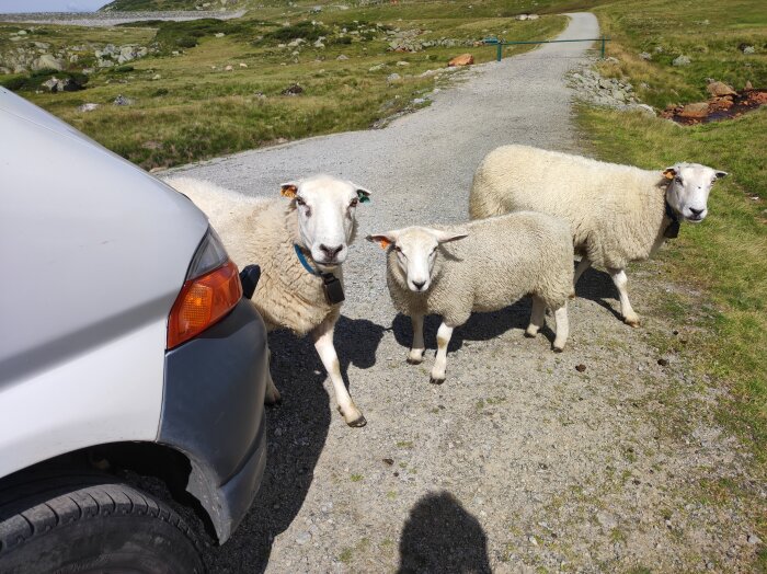 Tre får står vid en bil på en grusväg i ett norskt landskap.
