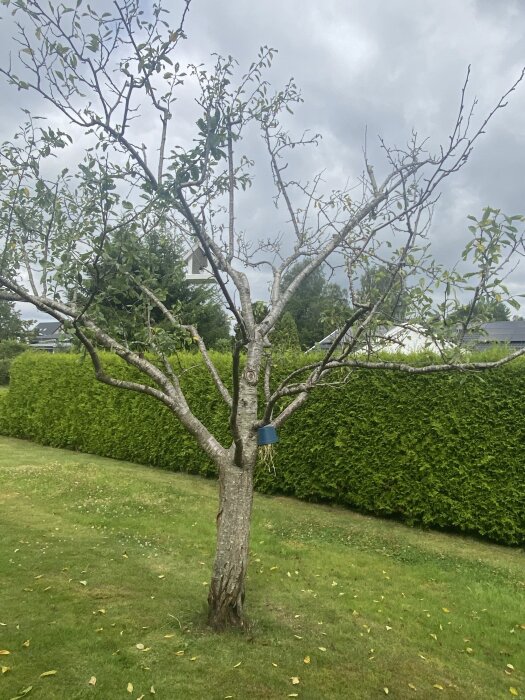 Ett plommonträd med glesa grenar och sparsamt med löv. Trädet står i en trädgård med en grön häck i bakgrunden och en hink hänger från stammen.