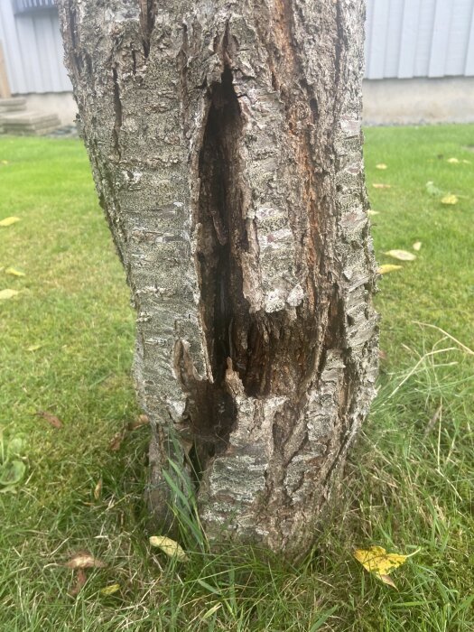 Närbild av sprucken och skadad trädstam med porös bark, möjligtvis infekterad av insekter, omgiven av gräsmatta.