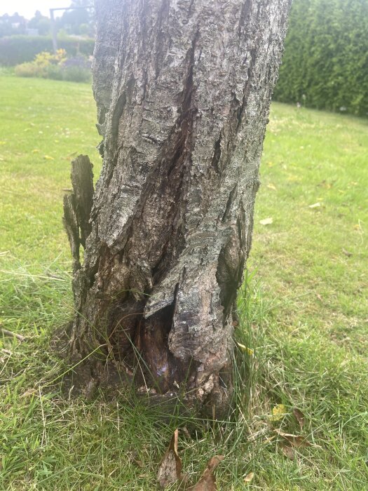 Sprucken stam på plommonträd med porösa områden och gräsmatta i bakgrunden.