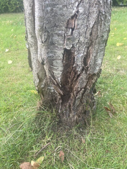 Sprucken och skadad trädstam med tecken på porös bark vid basen, omgiven av grönt gräs.