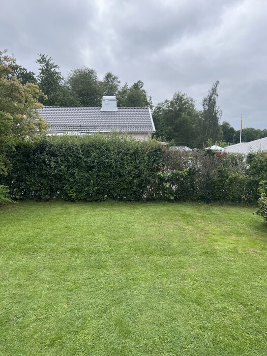 Oxbärshäck runt trädgård med hus i bakgrunden, vissa delar av häcken ser skadade ut.