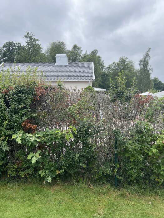 Häck av oxbär med både gröna och torra kvistar framför ett hus med trädgård, med molnig himmel i bakgrunden.