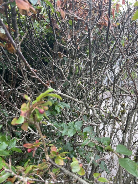 Oxbärhäck med kala grenar och vissna löv, inblandat med frodig grönska.