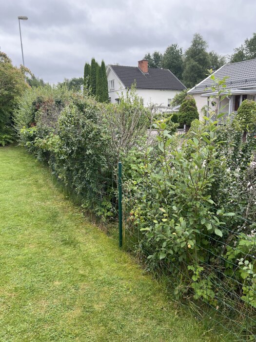 Häck av oxbär i trädgård, delvis brunt och glest, omgiven av gräsmatta med hus i bakgrunden under grå himmel.