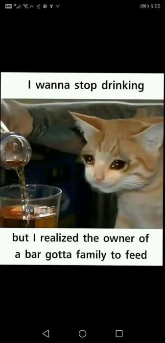 En katt med stora ögon tittar på en drink som hälls upp i ett glas, med texten "I wanna stop drinking but I realized the owner of a bar gotta family to feed".