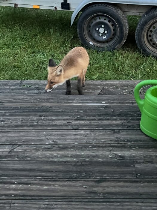 Räv på altan nära gräsmatta och släpvagn, med en grön vattenkanna i förgrunden.