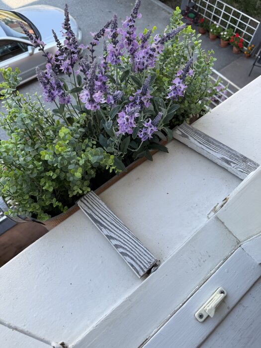 Balkonglåda med lila blommor och gröna växter, hålls på plats av gamla trästänglar över en vit fönsterbleck. Bakgrund med bil och trädgård.