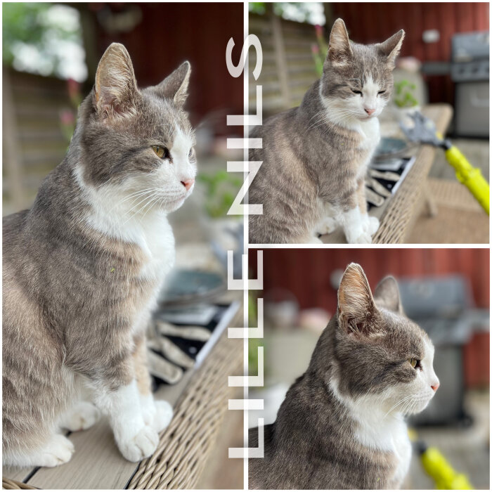 Grå och vit katt sitter nöjd på ett bord, omgiven av redskap och växter. Ordet "Lille Nils" syns på bilden.