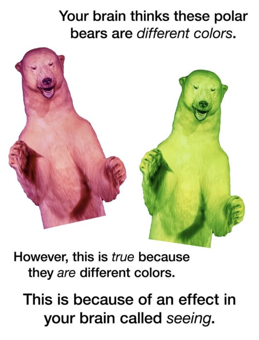 Rosa och grön isbjörn med humoristisk text om optisk illusion och färgsystem i hjärnan.