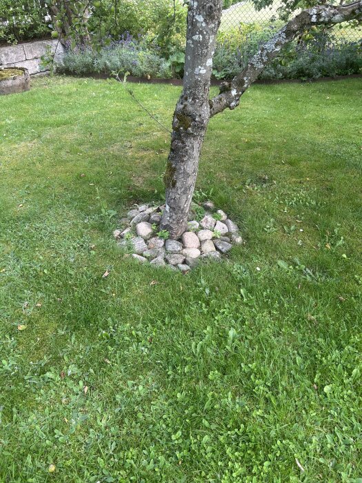 Träd i centrum av grön gräsmatta, omgiven av en ring av kullerstenar. Bakgrunden har en stenmur och blommande växter.