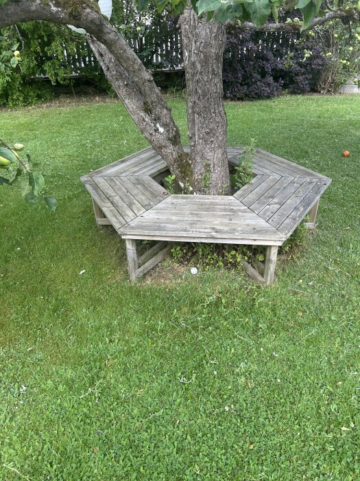 Träd med träbänk runt stam, omgiven av gräsmatta, i en trädgård.