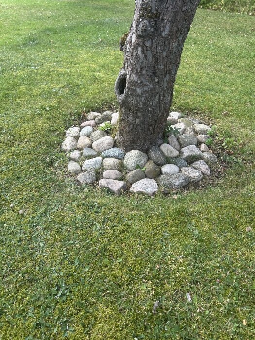 Träd omgärdat av kullersten på en gräsmatta.