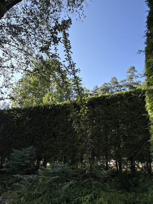 En lång apel i en trädgårdshörna, omgiven av träd och buskar, med klar blå himmel i bakgrunden.