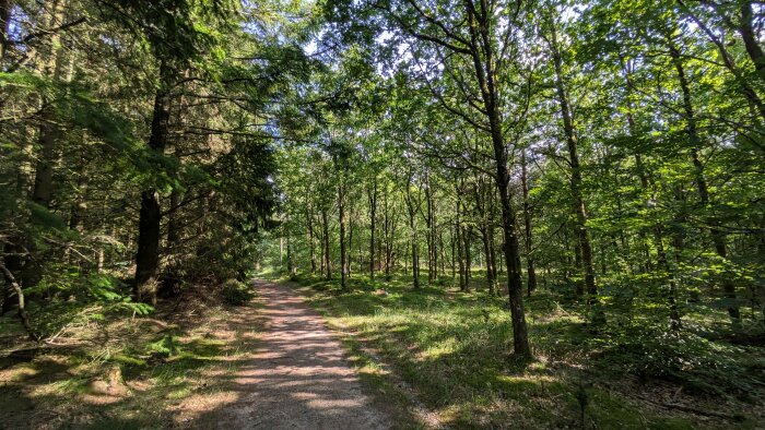 En grusväg i en lummig skog, omgiven av gröna träd och buskar, med solstrålar som skiner genom lövverket.