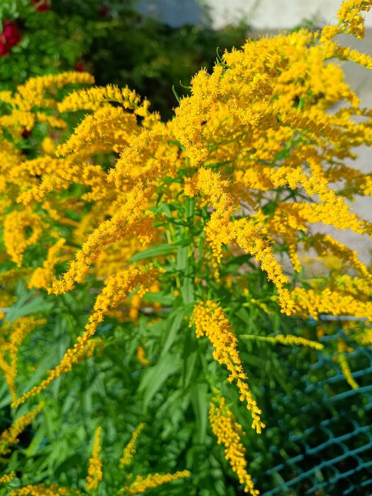 Gulblommande gullris mot en bakgrund av gröna blad och blågrönt stängsel.