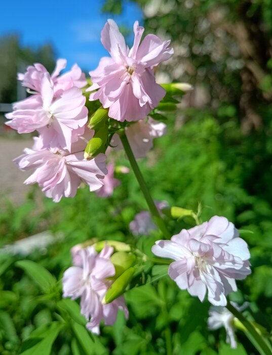 Närbild på såpnejlika med ljusrosa blommor och grönskande bakgrund i trädgårdsmiljö.