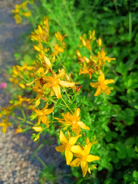 Gula blommor av johannesört i en grönskande trädgård.