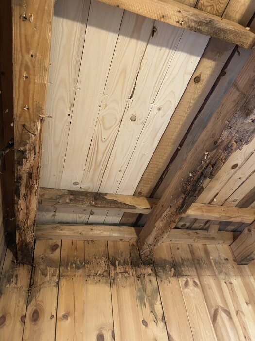 Rötskadat innertak med synliga skador på takbjälkar i sommarstuga, visar träplankor och bjälkar med tydlig röta och mörkfärgning.