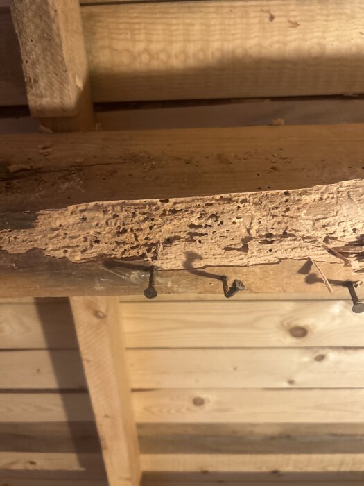 Träbjälke med tecken på skada av eventuellt tidigare angrepp, visar torra trästrukturer utan aktiv fukt.
