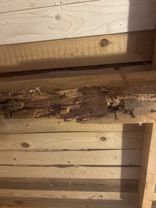 Skadat träbjälklag med tecken på tidigare angrepp, allt är torrt och ingen fukt synlig.