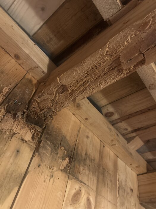 Träbalk med torrt rötskadad yta i närbild, visar tecken på tidigare angrepp utan aktiv fukt.