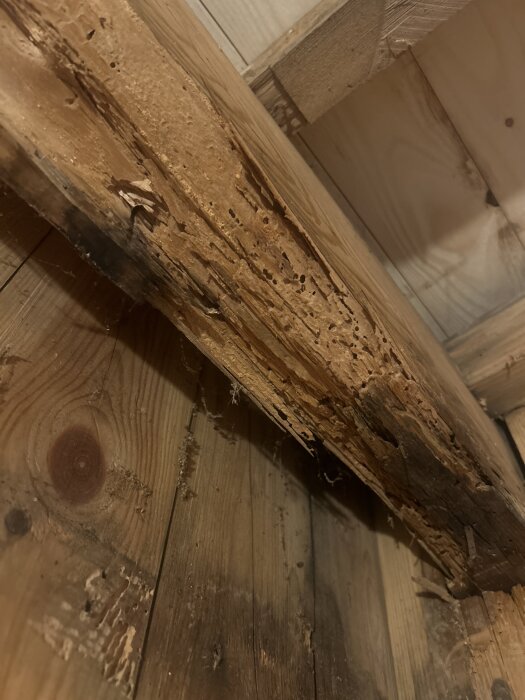 Träbalk med skador från tidigare fuktangrepp, nu torrt utan aktiv fukt.