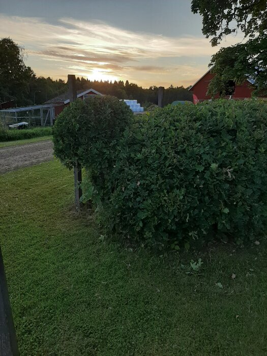 Solnedgång över landskap med röda byggnader och grönskande häckar i förgrunden.