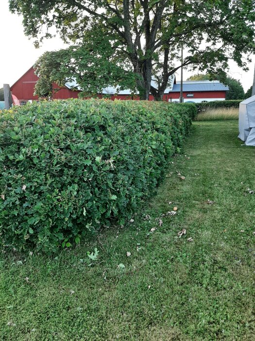 Häck av gröna buskar framför ett rött hus och stora träd, omgiven av en nyklippt gräsmatta, med en grusväg vid sidan.