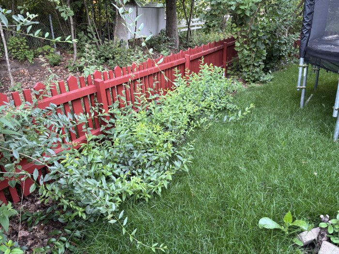 Häck i trädgård längs rött staket och gräsmatta, med fråga om när och hur mycket den ska klippas.