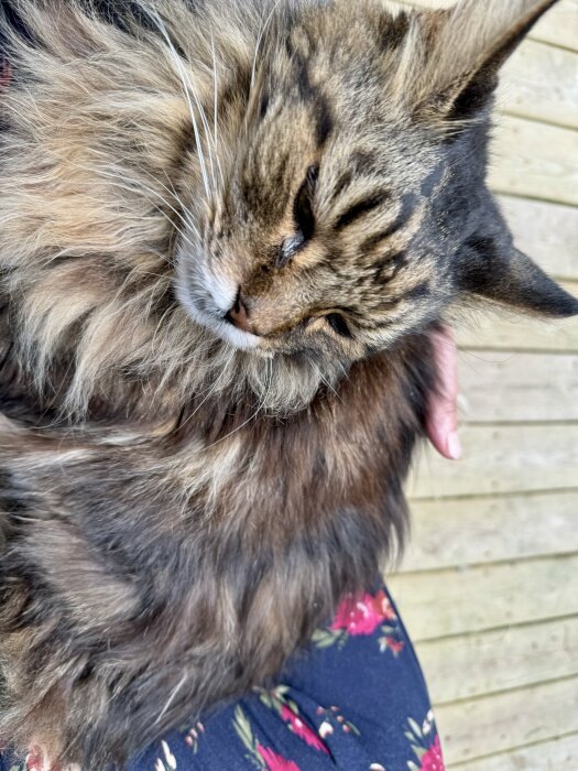 En lurvig, äldre katt ligger bekvämt och vilar, delvis i knät på en person. Kattens päls är lång och fyllig i bruna och svarta toner.