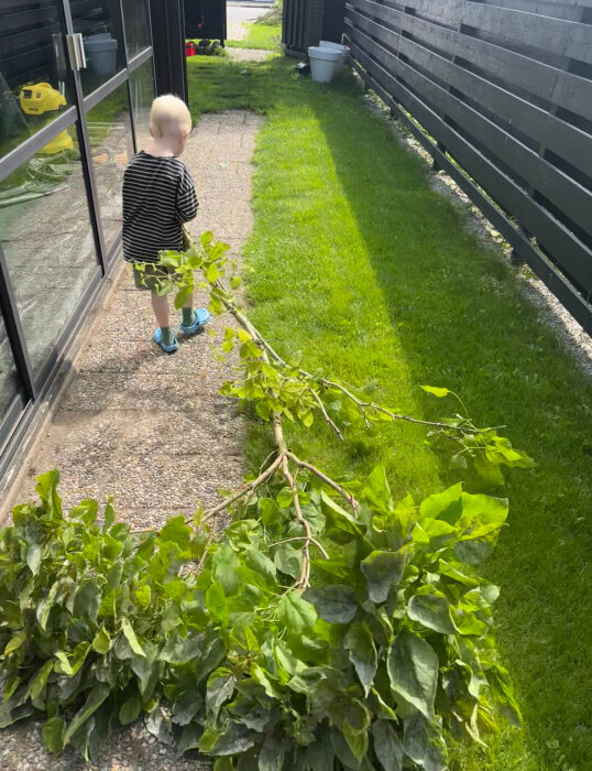 Ett litet barn i randig tröja drar en avsågad trädgren längs en smal grusstig, med gräs och en svart plank på sidan.