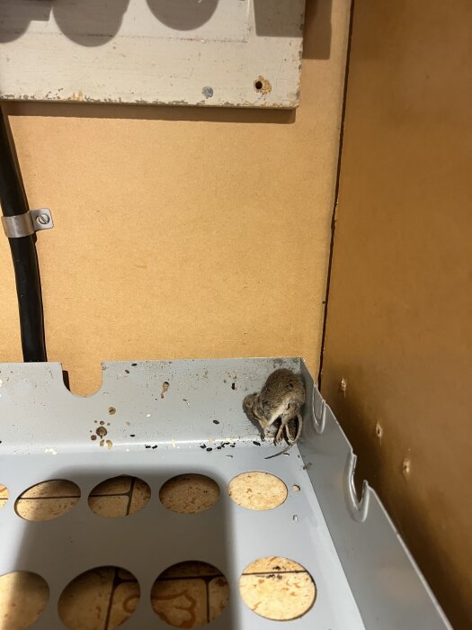 Död mus ligger i ett hörn på en metallisk yta med små hål.
