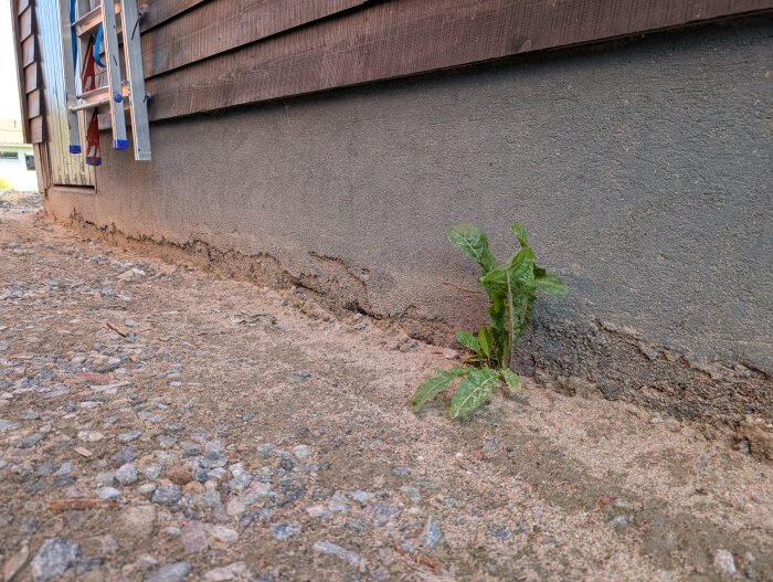 Garagesockel med sprucken puts och synlig isolering, sprickor i nederdelen, sand och grus vid sockeln. En planta i hörnet av bilden.