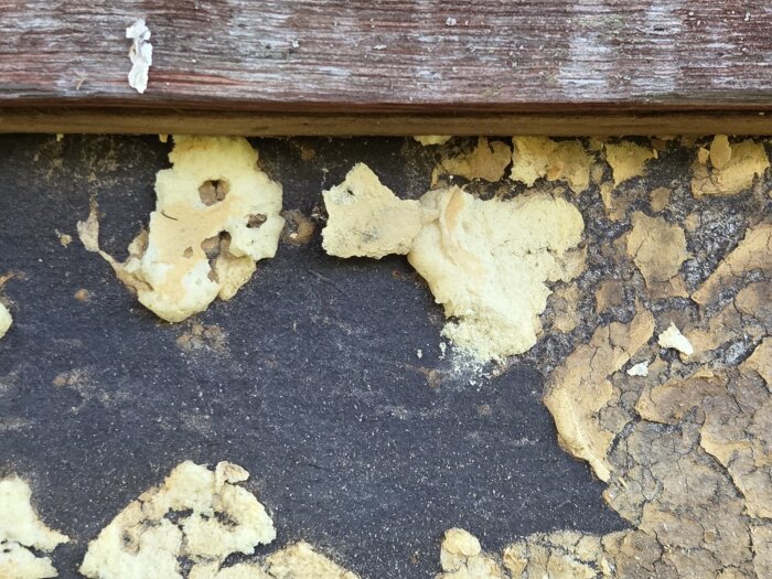 Flagnande gul isolering under panelbrädor på en fasad, upptäckt vid renovering av torp.