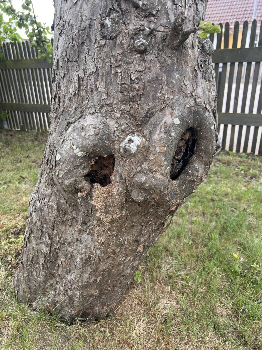 Trädstam med urholkningar och skador nära marken, omgiven av gräs och ett trästaket i bakgrunden.